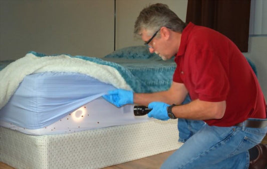 Something moving inside my mattress – What to Do