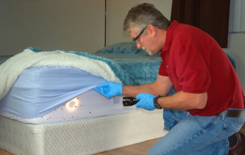 Something moving inside my mattress – What to Do